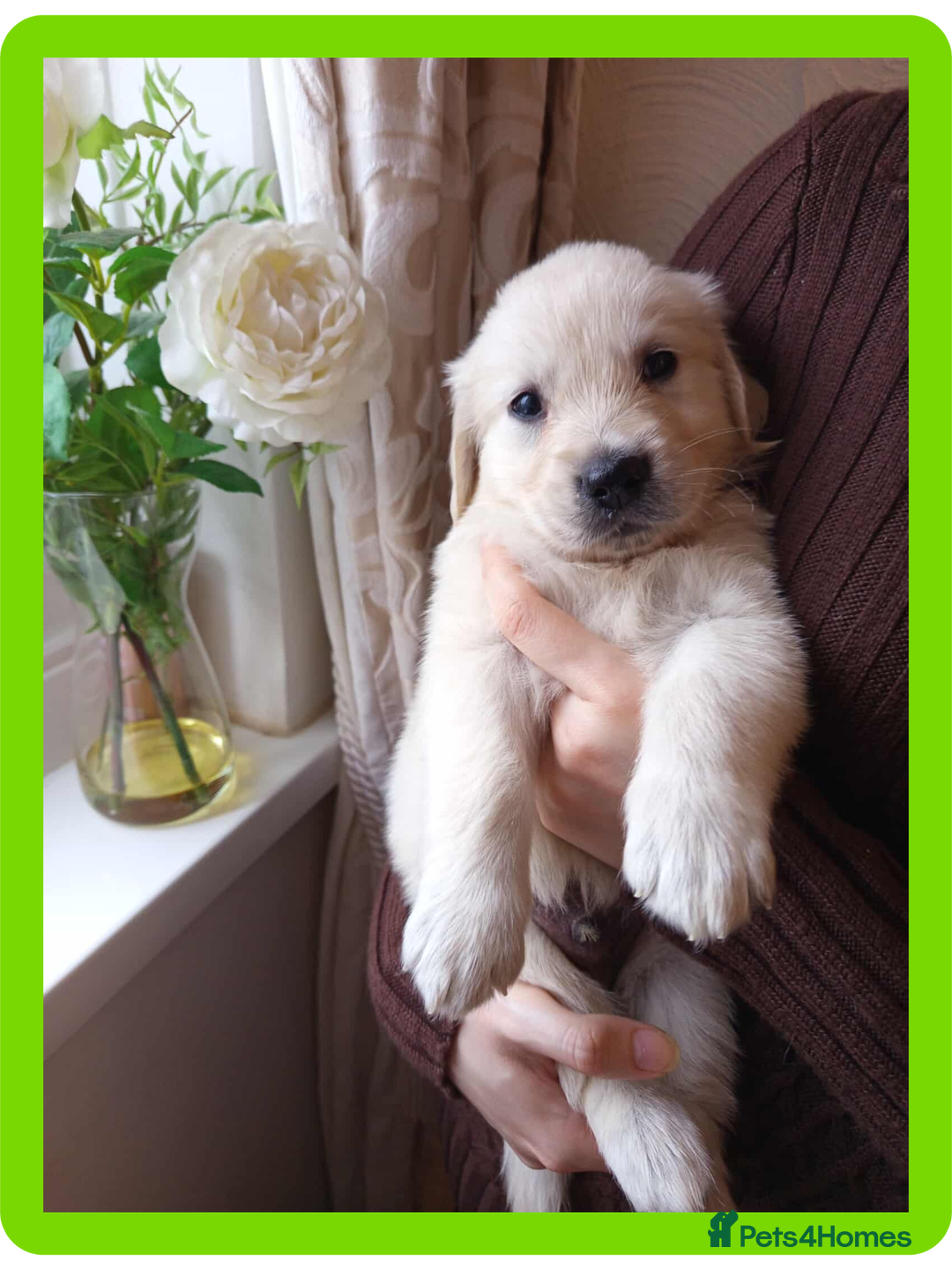Golden Retriever dogs for sale: Golden Retriever Puppies - Mum & Dad family pets - Image 8