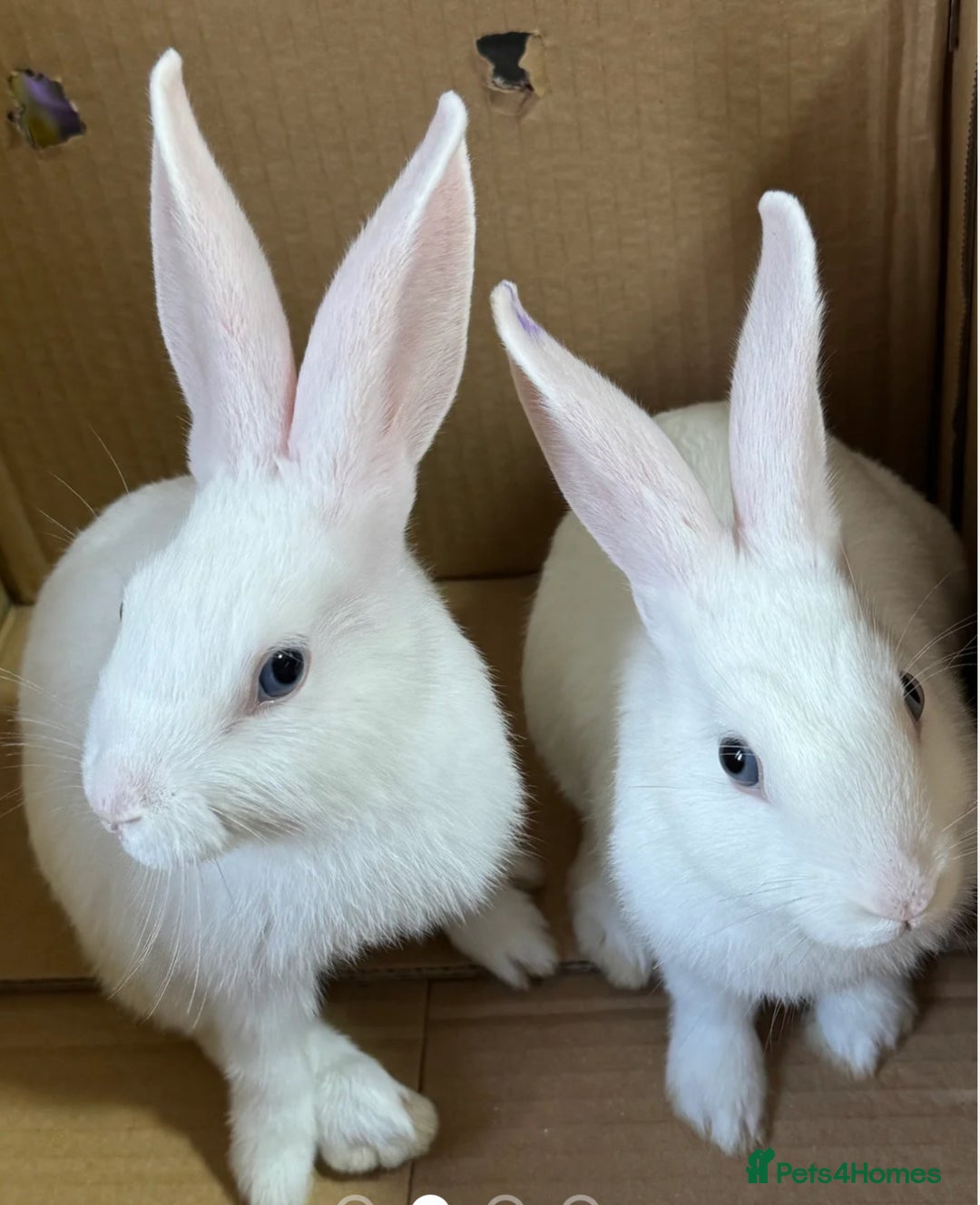 Mixed Breed rabbits for sale: Stunning blue eyed four bunnies ready for new home - Image 2