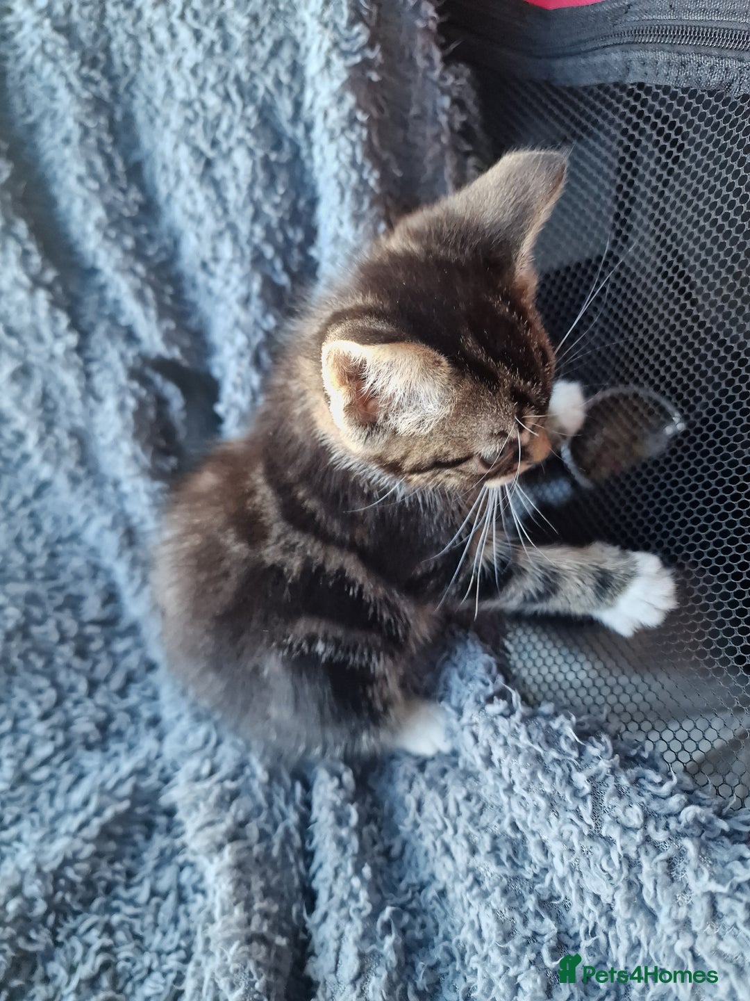 Mixed Breed cats for sale: 2 kittens for sale. A beautiful boy and a girl - Image 9