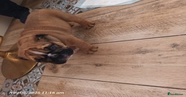 English Bulldog dogs - Advert 5