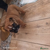 English Bulldog dogs - Advert 7