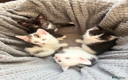 Mixed Breed cats for sale: very friendly kittens looking for a new home - Image 21