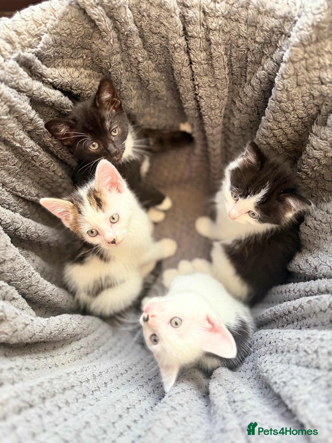 Mixed Breed cats for sale: very friendly kittens looking for a new home - Image 21