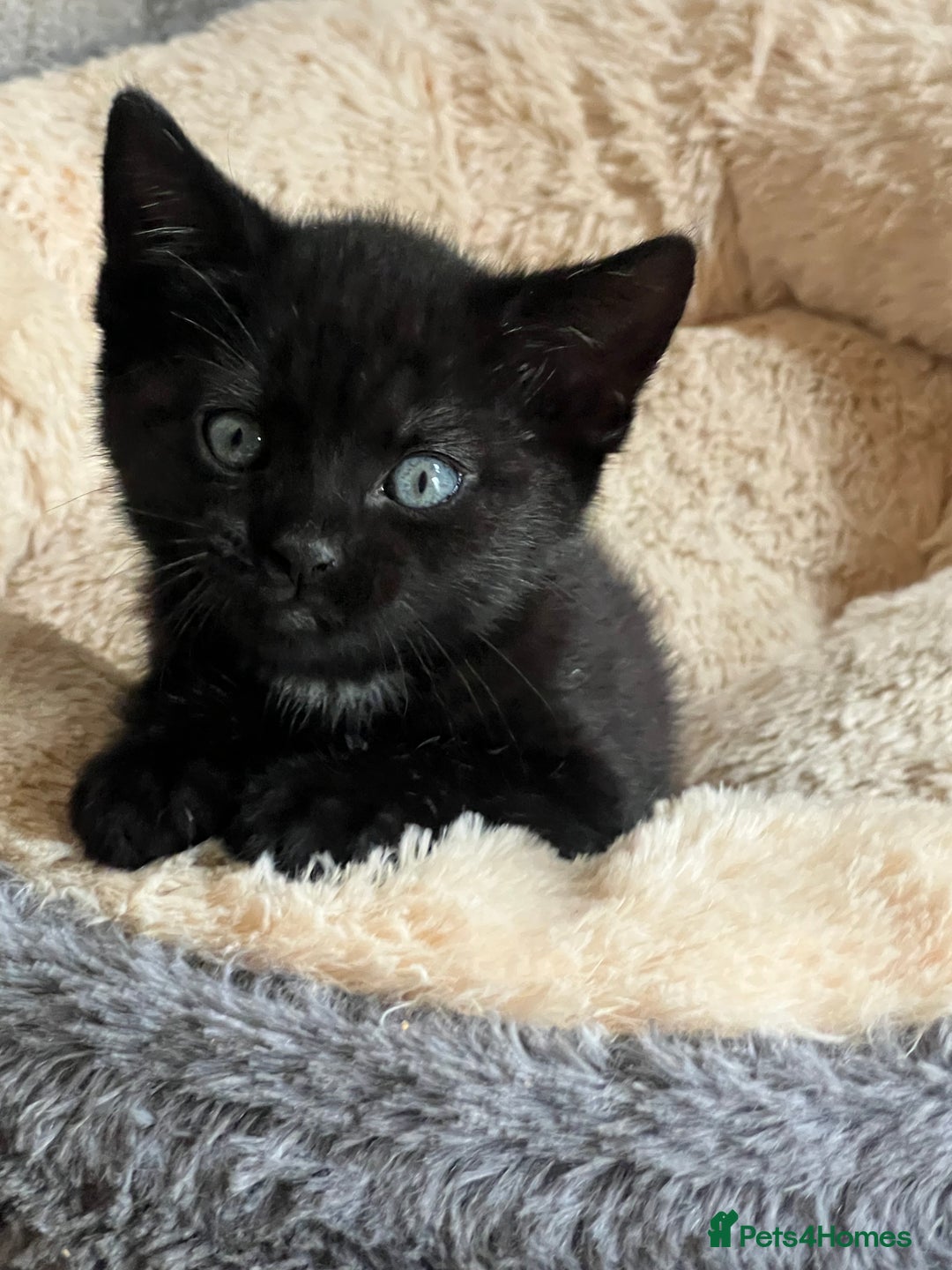 Domestic Shorthair cats for sale: 🐾 Kittens Looking for Loving Homes 🐾 - Image 3