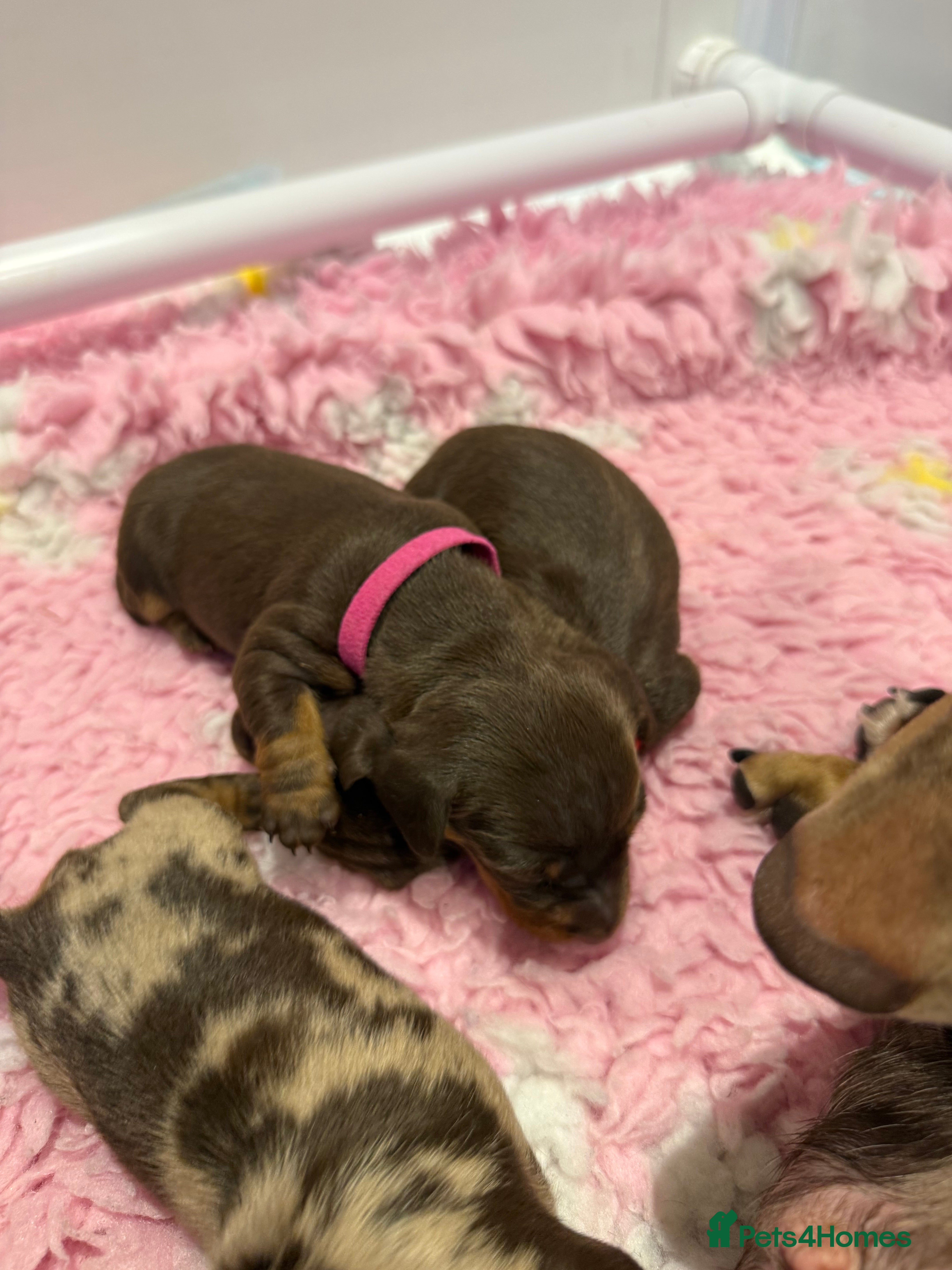 Miniature Dachshund dogs Absolutely stunning miniature dachshunds  - Advert 2