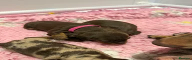 Miniature Dachshund 2