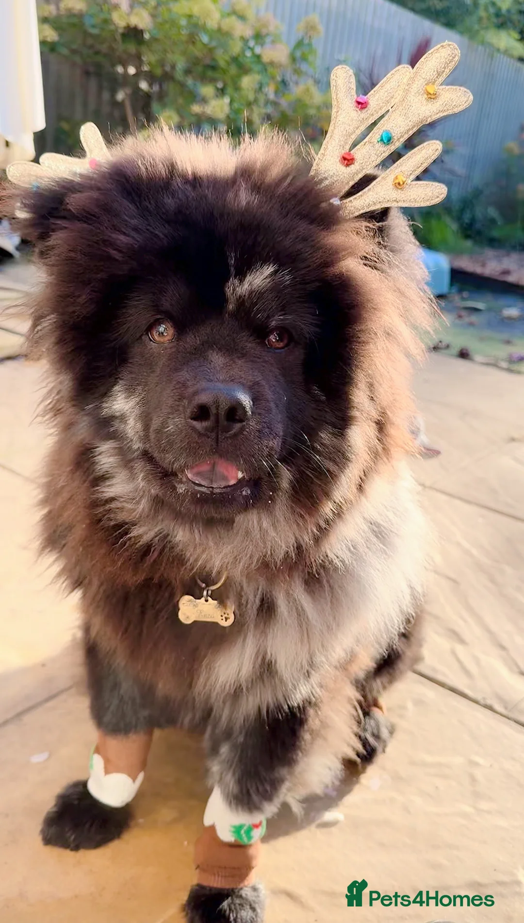 Mixed Breed dogs for sale: Black Chow Pom breed - Advert 2