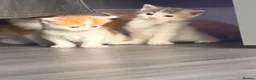 Mixed Breed cats for sale: 5 mixed colour kittens for sale - Advert 25