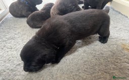 Mastiff dogs for sale: Pedigree Puppies of our Portuguese cattle dogs. - Image 19