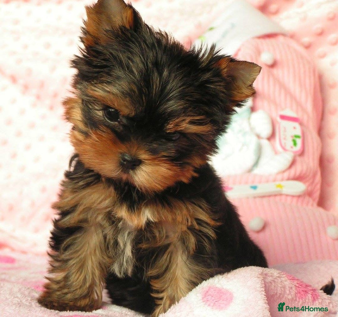 Yorkshire Terrier dogs for sale: Girl, Show quality, KC reg 18 champions bloodline - Advert 6
