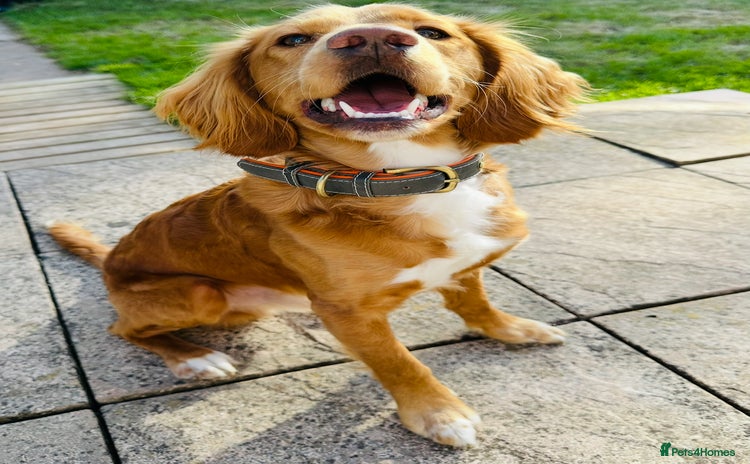 Cockapoo dogs - Advert 2