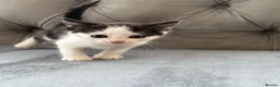 Mixed Breed cats for sale: Beautiful kittens  - Advert 5