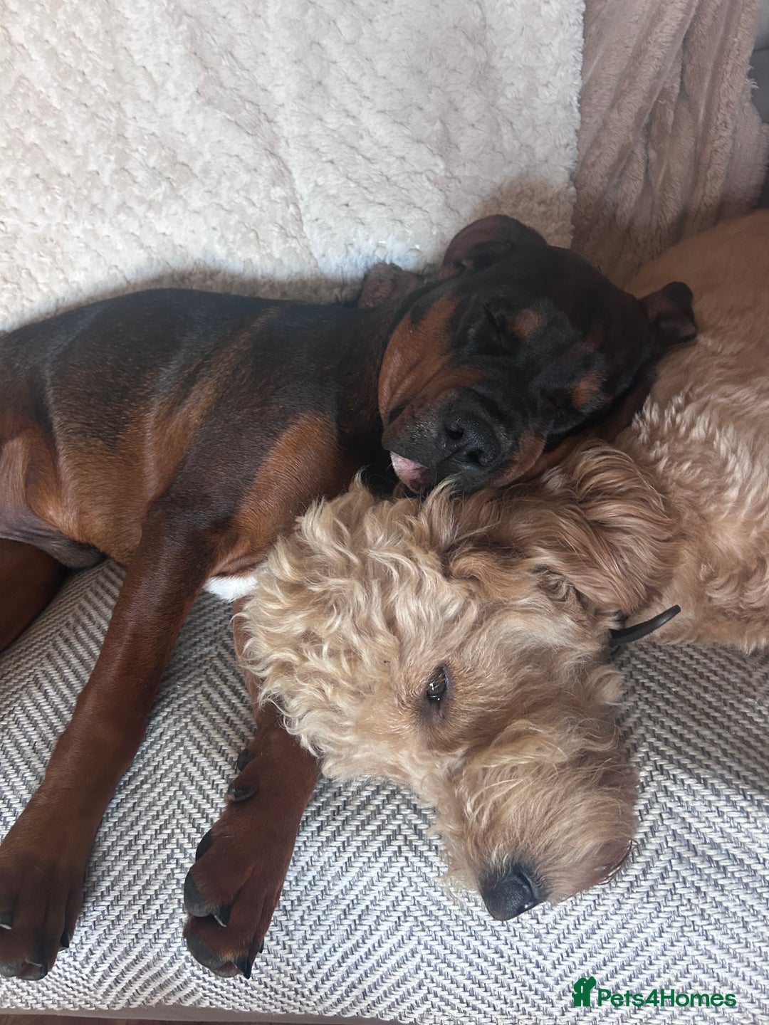 Mixed Breed dogs for sale: B A X T E R - 8month old beauty - Advert 7