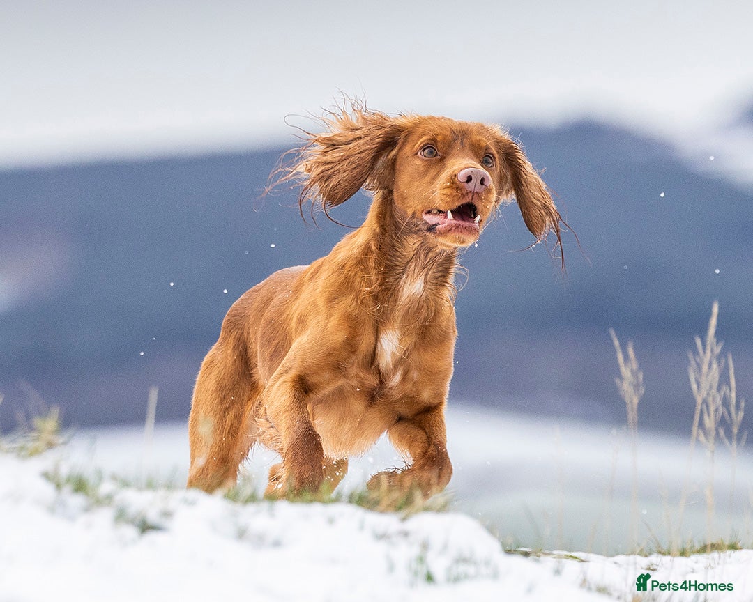 Cocker Spaniel dogs for stud: Red Working Cocker Spaniel Stud - Advert 8