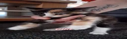 Mixed Breed cats for sale: 🐾 Kittens🐾 - Advert 6