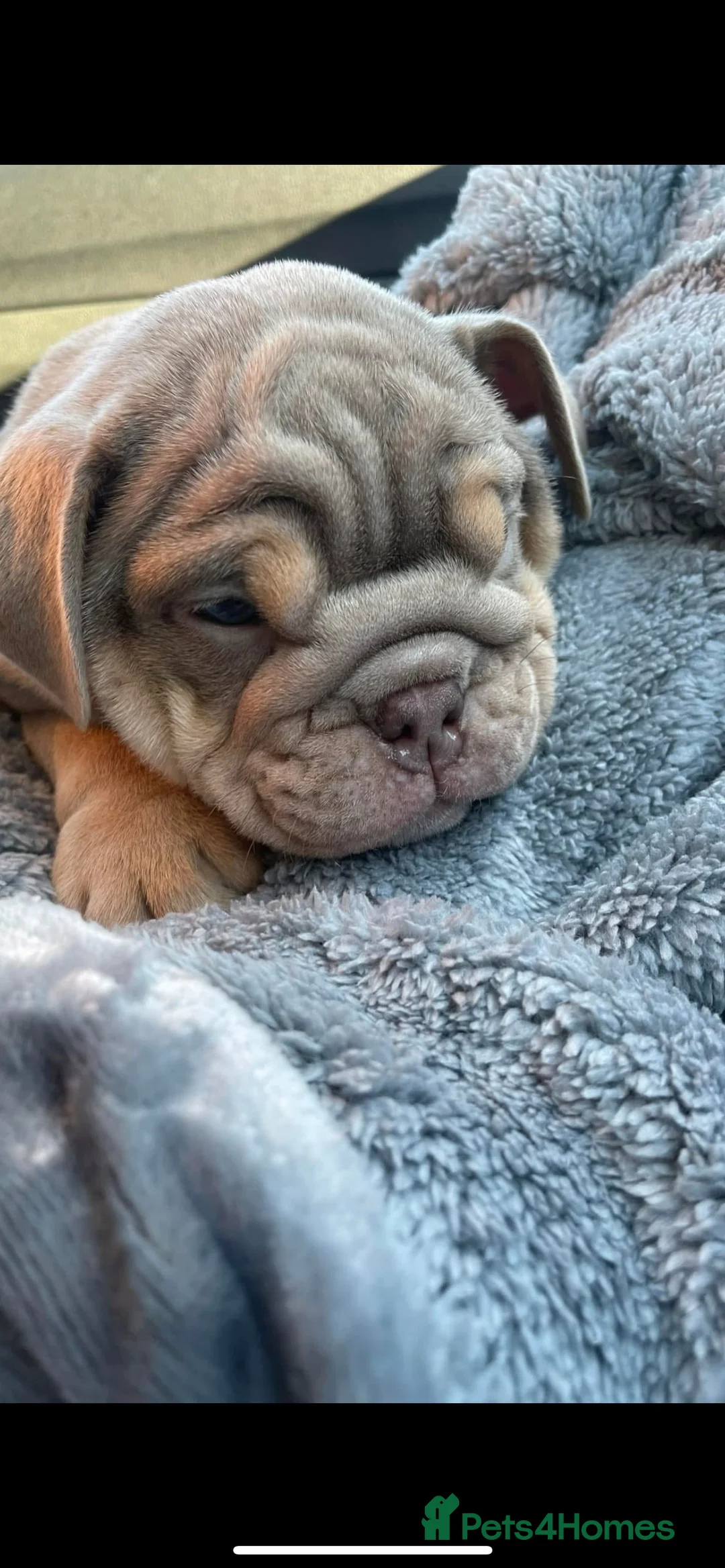 English Bulldog dogs for stud: Sons of king nemesis & epic bully (darling) in Southampton - Advert 18