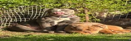 Olde English Bulldogge dogs for sale: Old English Bulldog Puppies – 6 Beautiful Puppies  in Coventry - Advert 15