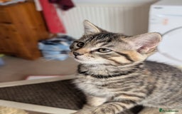 Mixed Breed cats for sale: Beautiful kittens - Image 8