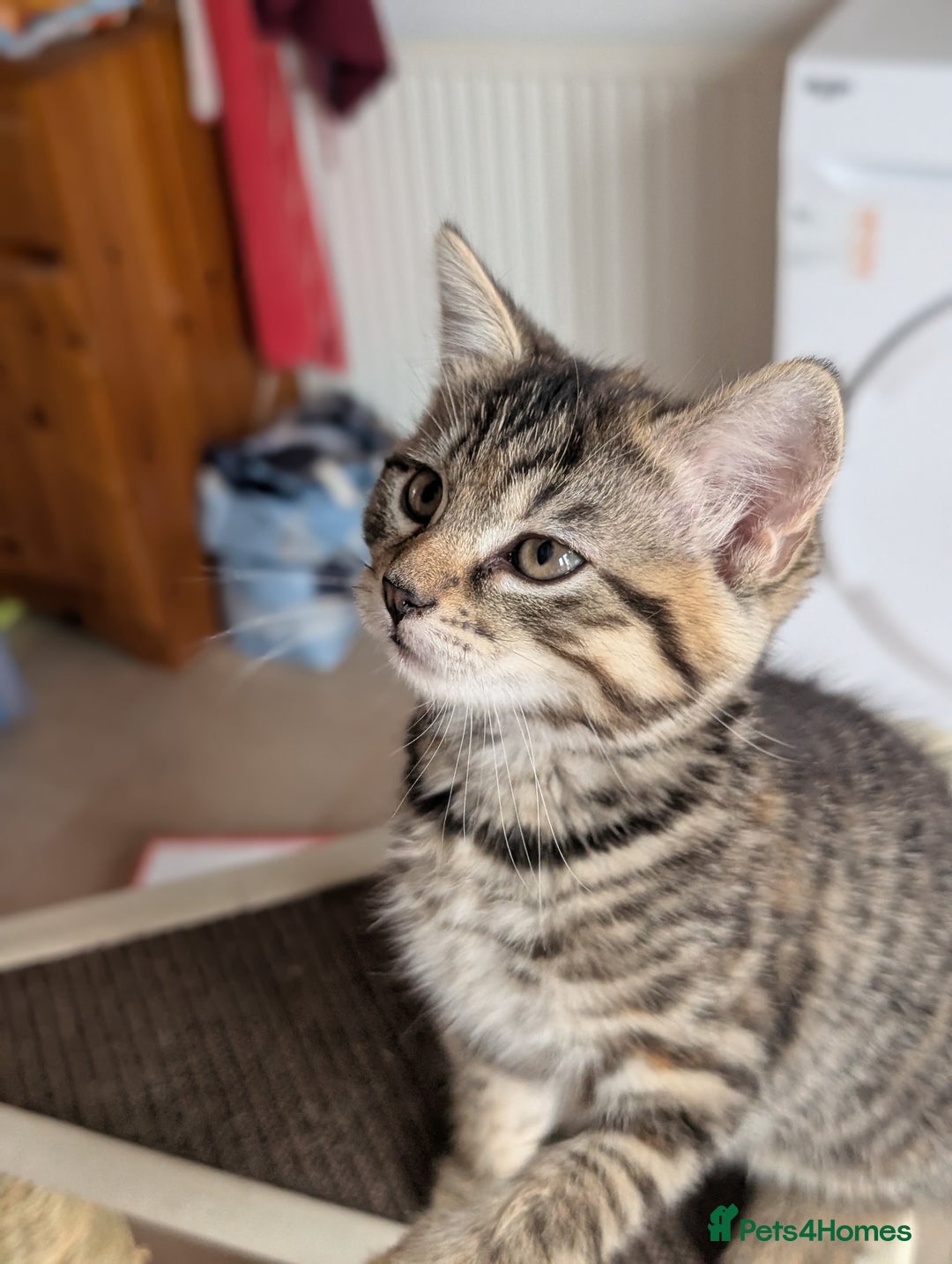 Mixed Breed cats for sale: Beautiful kittens - Image 8