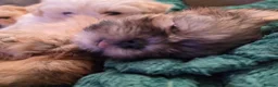 Malshi dogs for sale: 4 Stunning Malshi Puppies for sale  - Advert 4