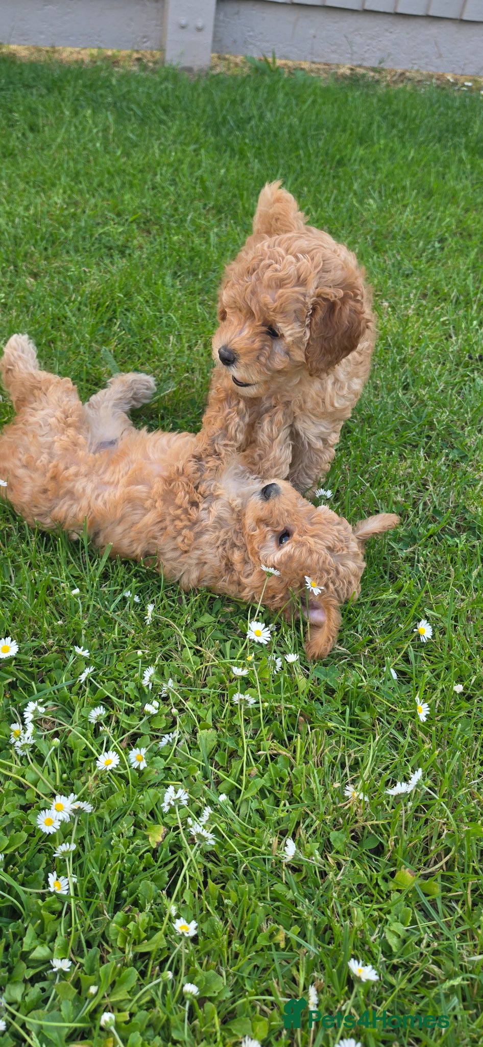 Toy Poodle dogs Beautiful Toy Poodle Puppies 🐾 - Advert 14