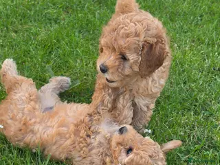 Toy Poodle dogs Beautiful Toy Poodle Puppies 🐾 - Advert 5