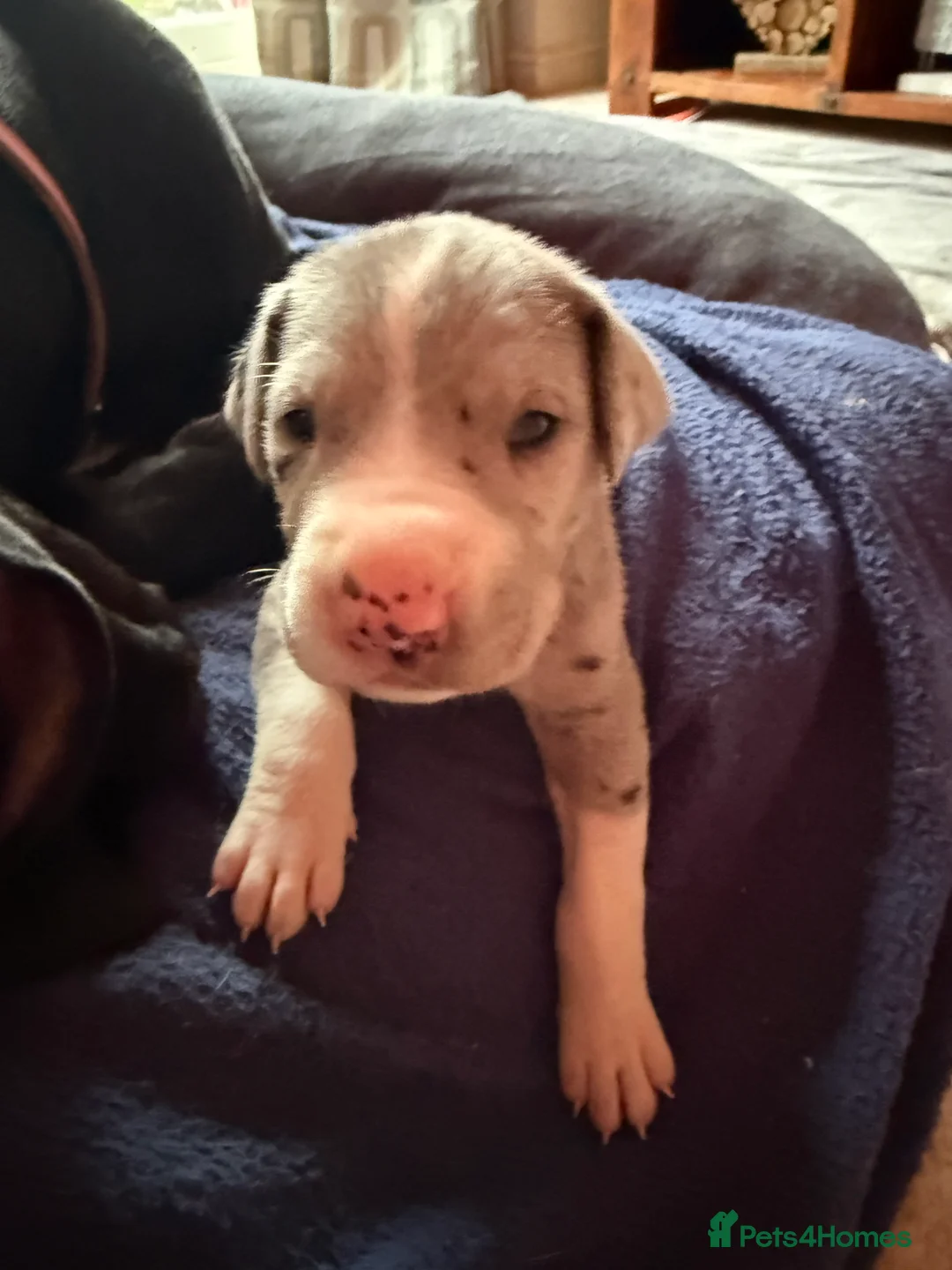 Great Dane dogs for sale: Stunning pure bred Great Dane puppies in St. Ives - Advert 29