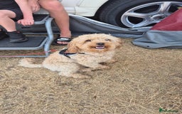 Mixed Breed dogs for sale: Cavapochon puppies  - Image 6