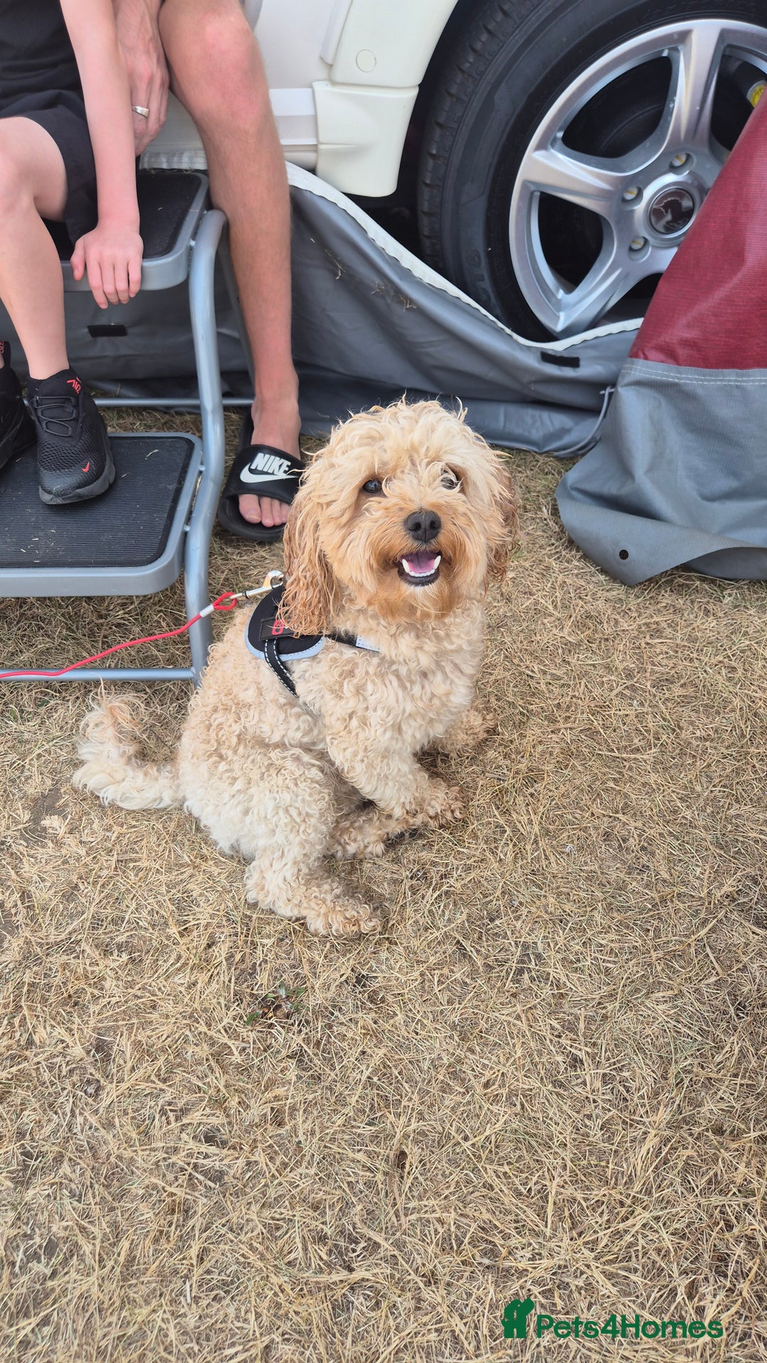 Mixed Breed dogs for sale: Cavapochon puppies  - Image 6