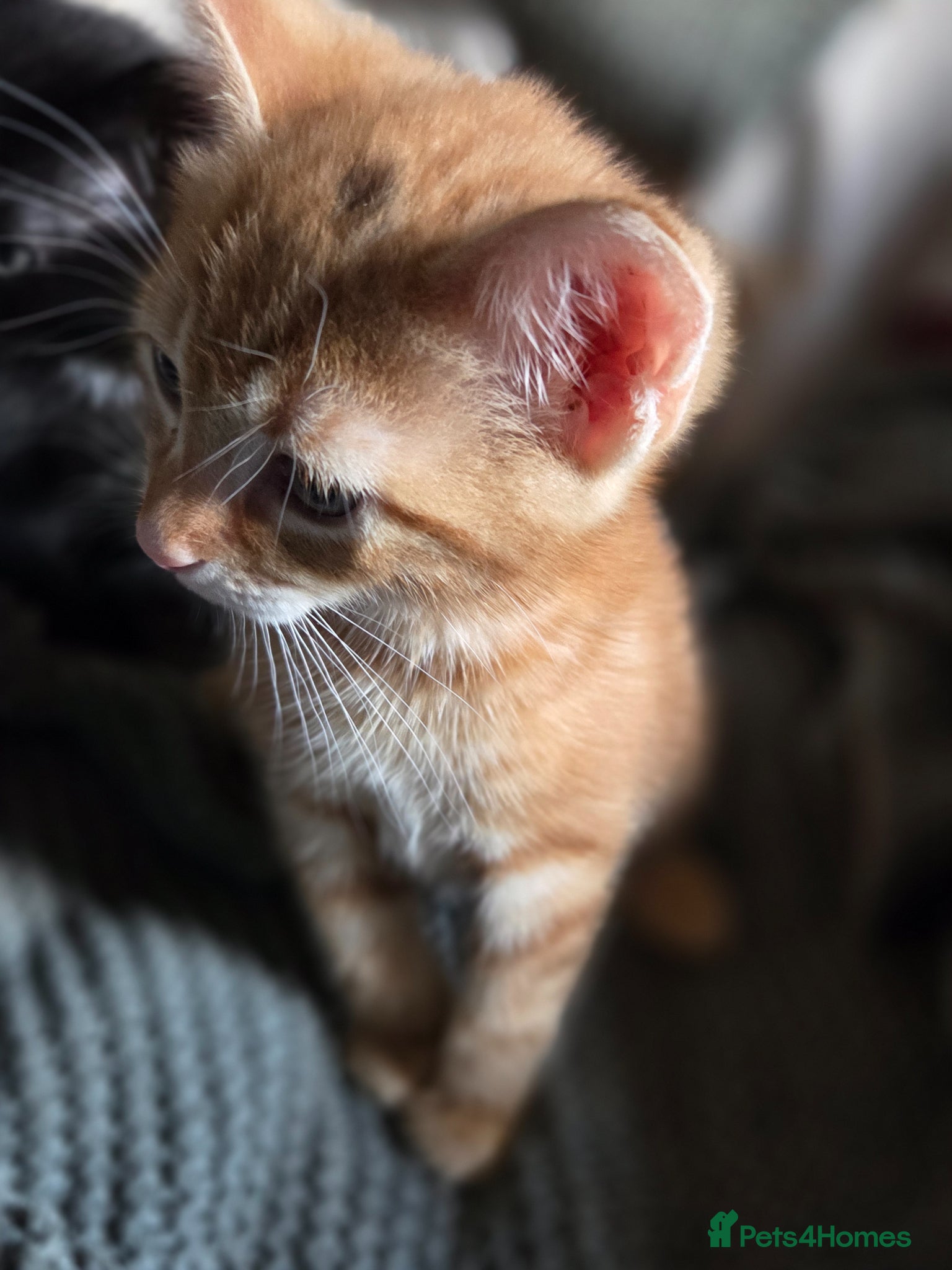 Mixed Breed cats for sale: Kittens ready now PLEASE READ! - Advert 6