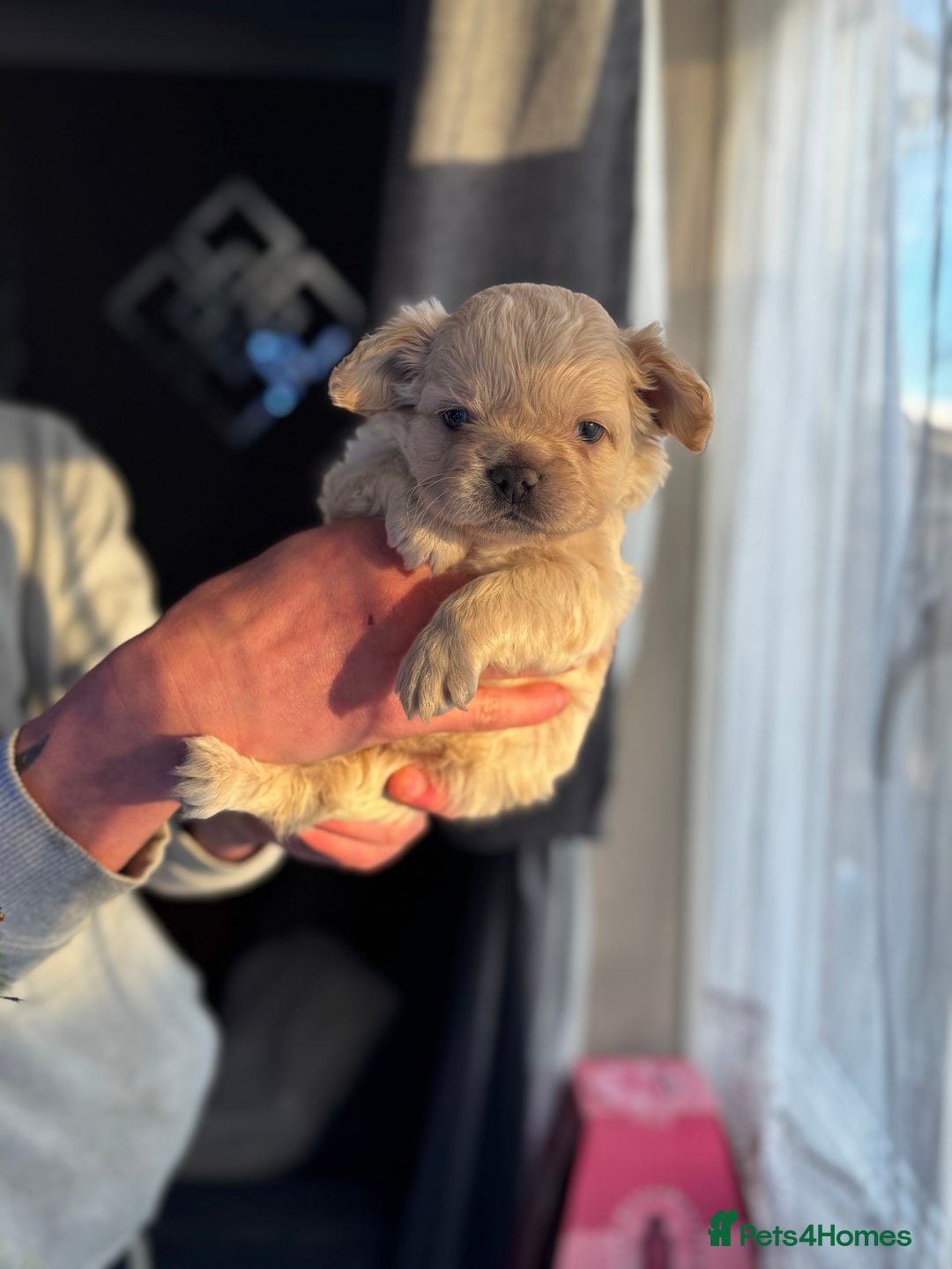 French Bulldog dogs for sale: Chunky french bulldog - Advert 24