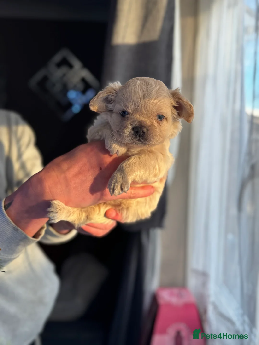 French Bulldog dogs for sale: Looking for a forever home x  - Advert 12