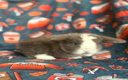 Mini Lop rabbits for sale: Outstanding mini lop litter - Advert 6