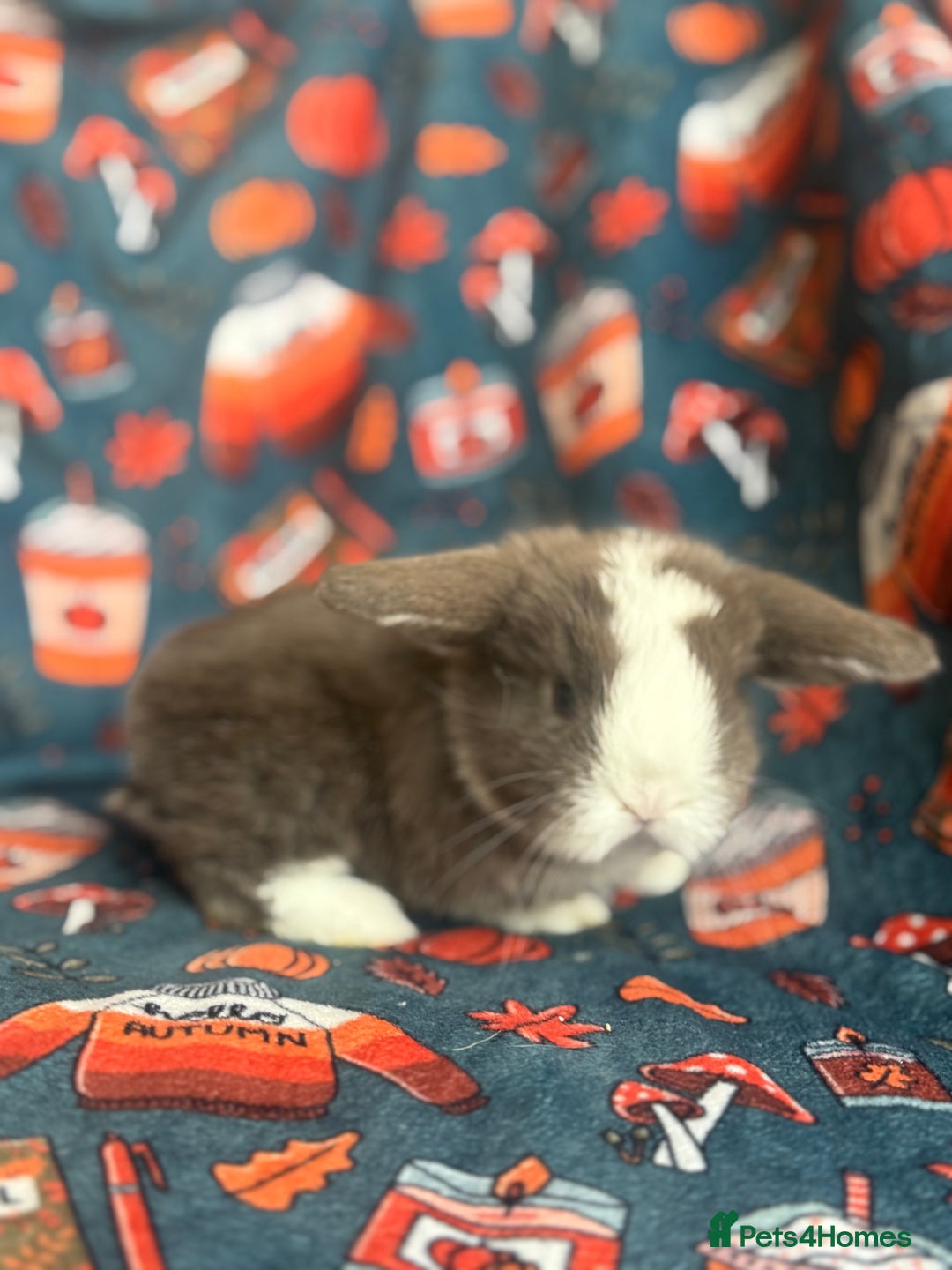 Mini Lop rabbits for sale: Outstanding mini lop litter - Advert 6