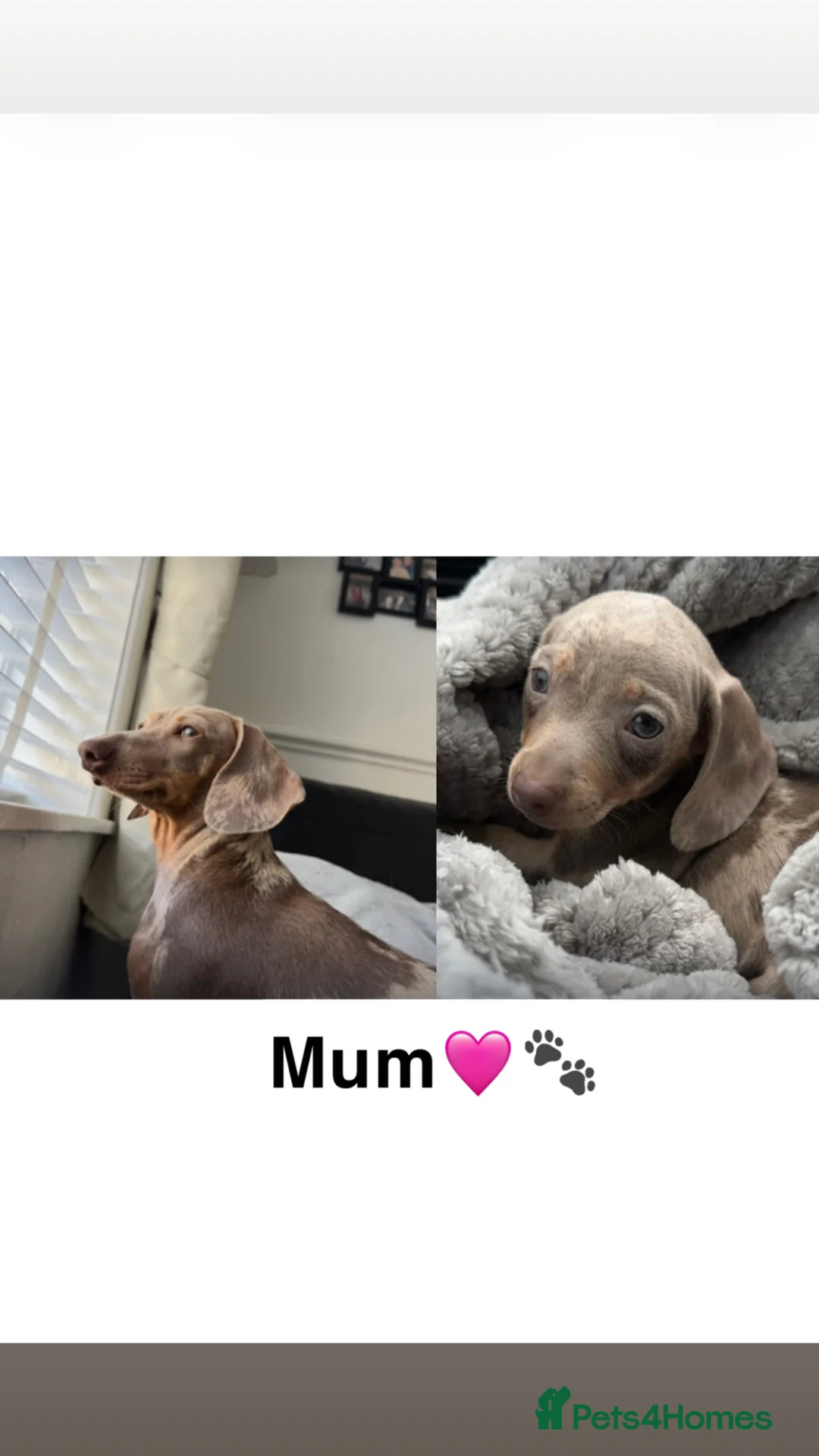 Miniature Dachshund dogs for sale: Miniature Dachshund - Advert 2