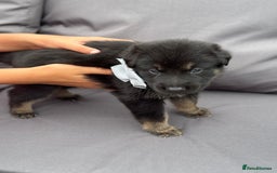 German Shepherd dogs for sale: Short coat straight back German Shepard  in Wolverhampton - Image 16
