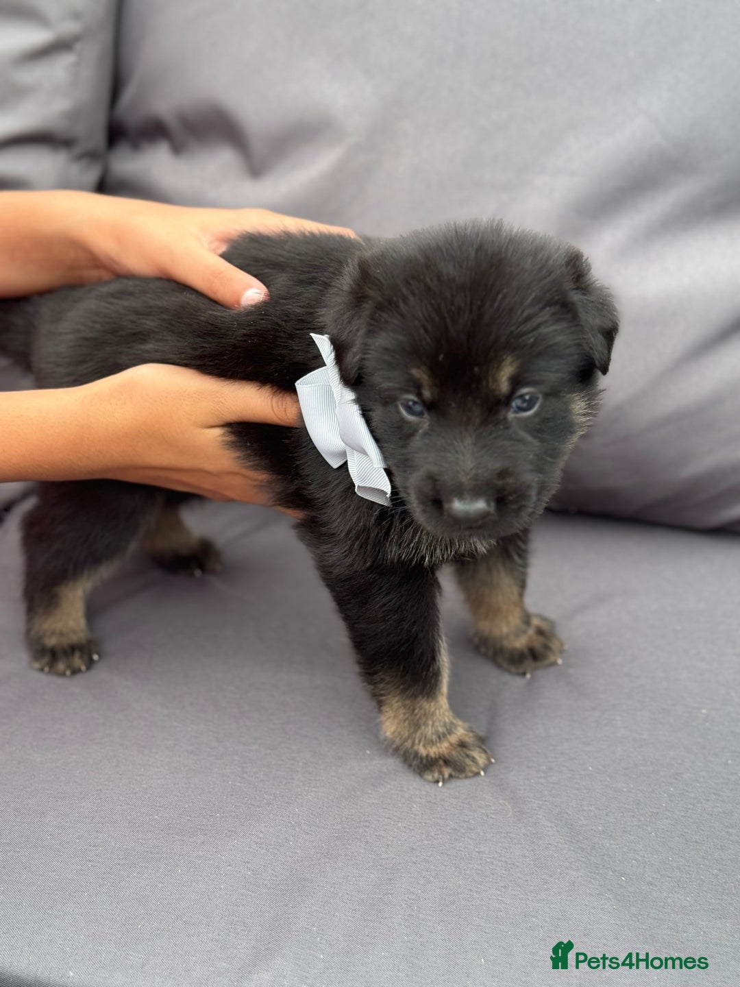 German Shepherd dogs for sale: Short coat straight back German Shepard  in Wolverhampton - Image 16
