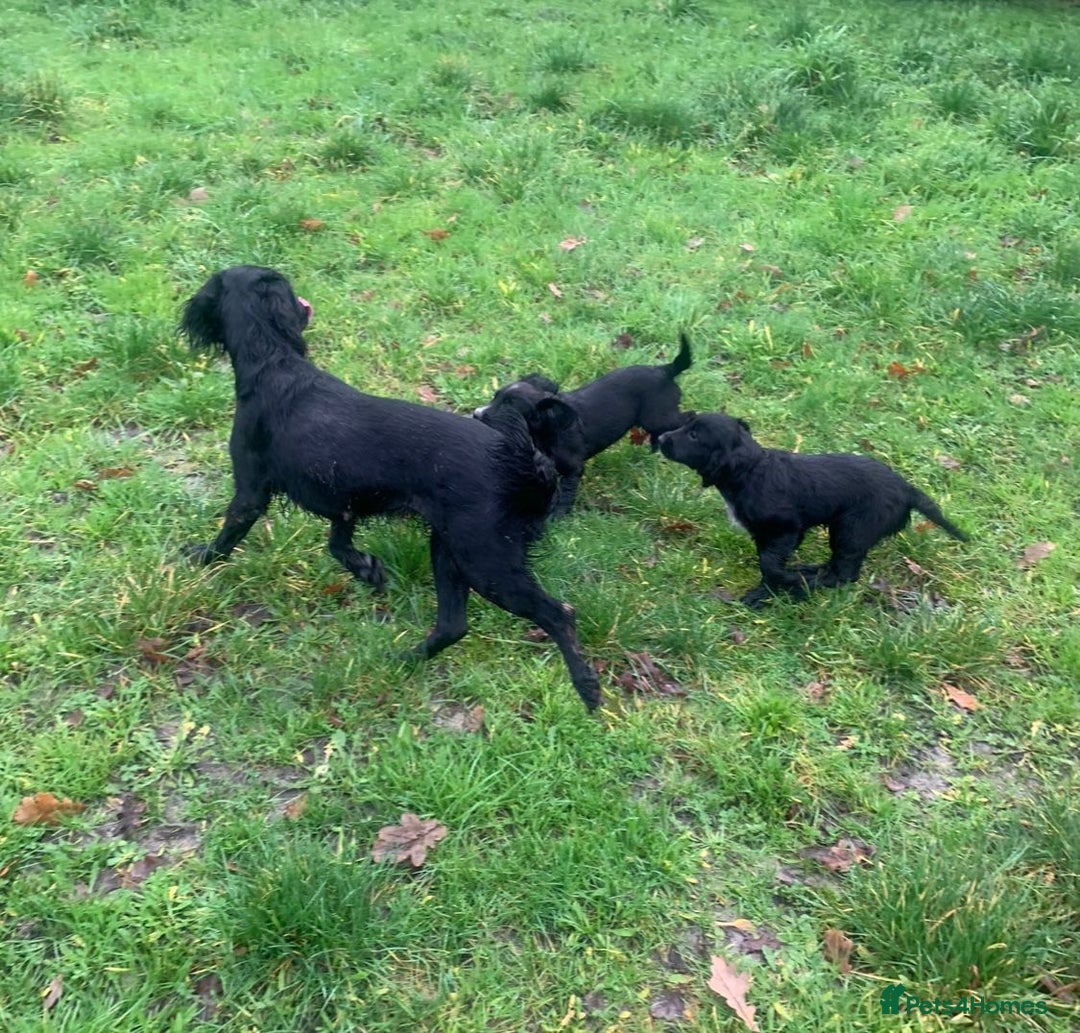 Cocker Spaniel dogs for sale: Cocker spaniel puppies for sale  - Advert 4