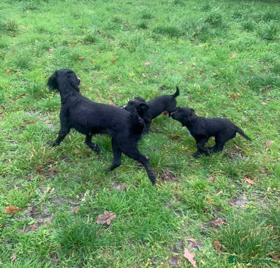 Cocker Spaniel dogs for sale: Cocker spaniel puppies for sale  - Advert 5