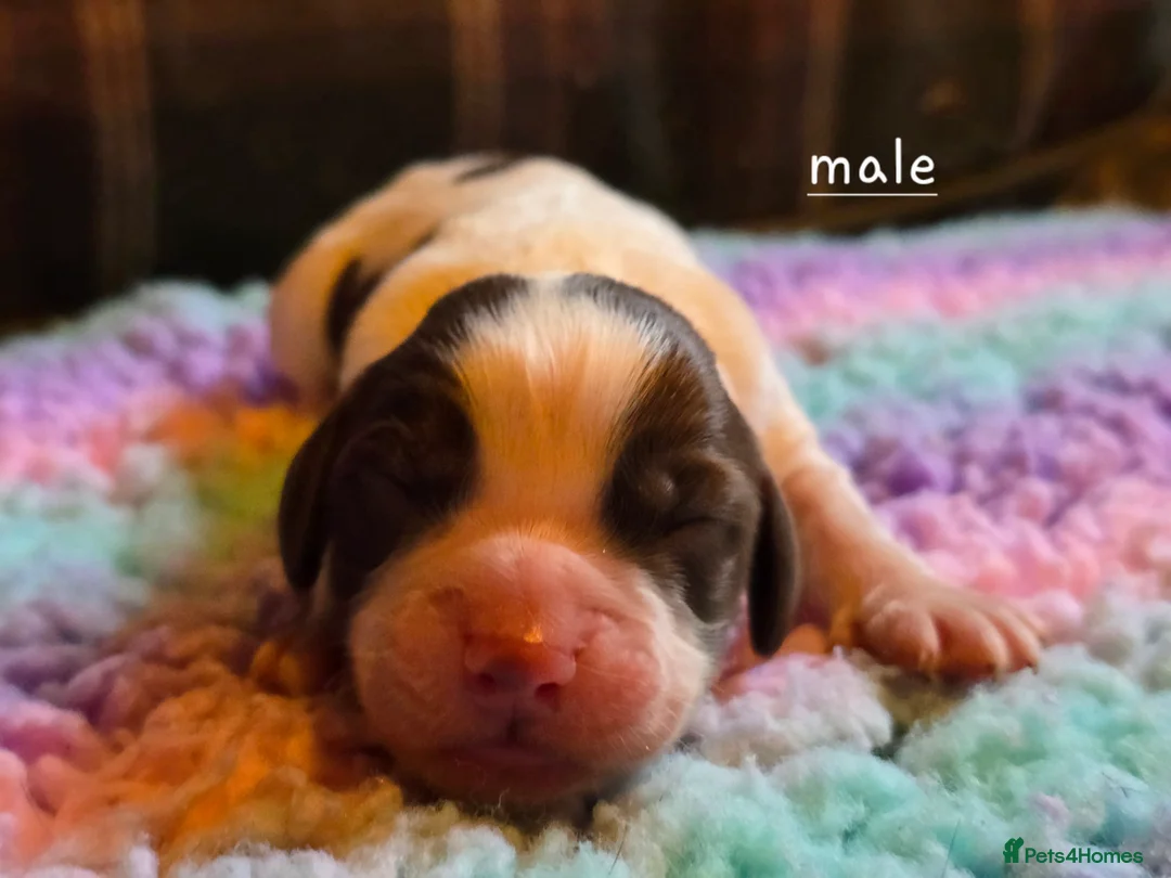 Mixed Breed dogs for sale: Clumber cocker springer cross - Advert 24