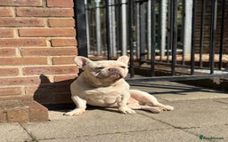 French Bulldog dogs for sale: White Frenchie for Adoption  - Image 4