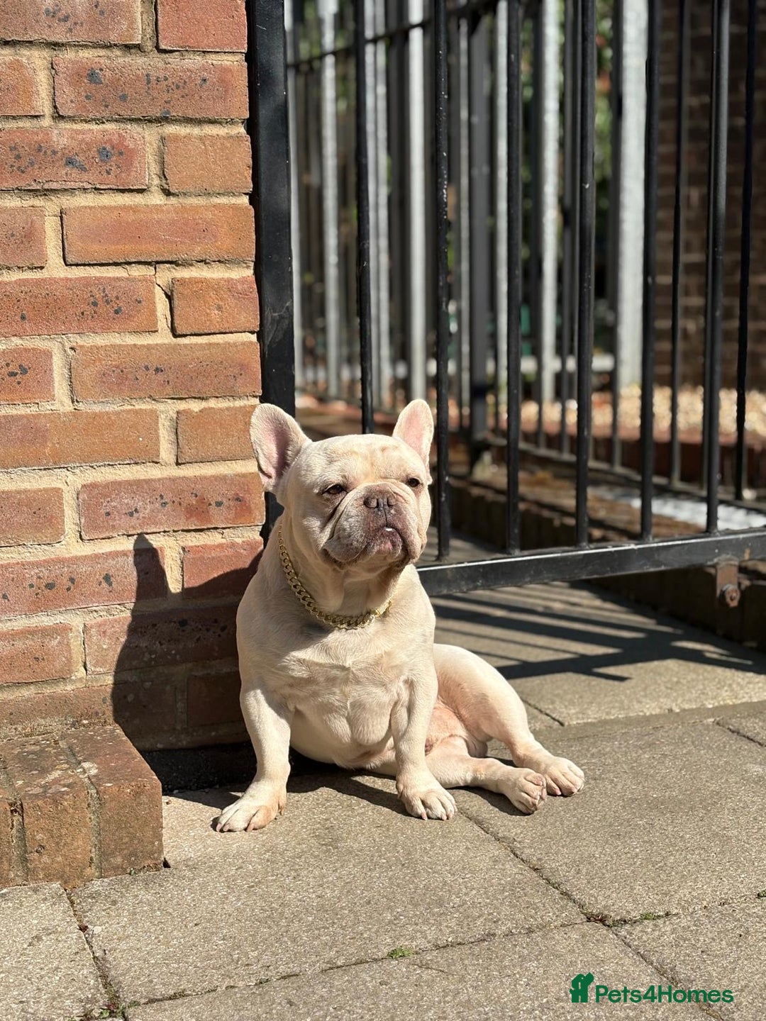 French Bulldog dogs for sale: White Frenchie for Adoption  - Image 4