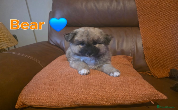 Pomsky dogs - Advert 2