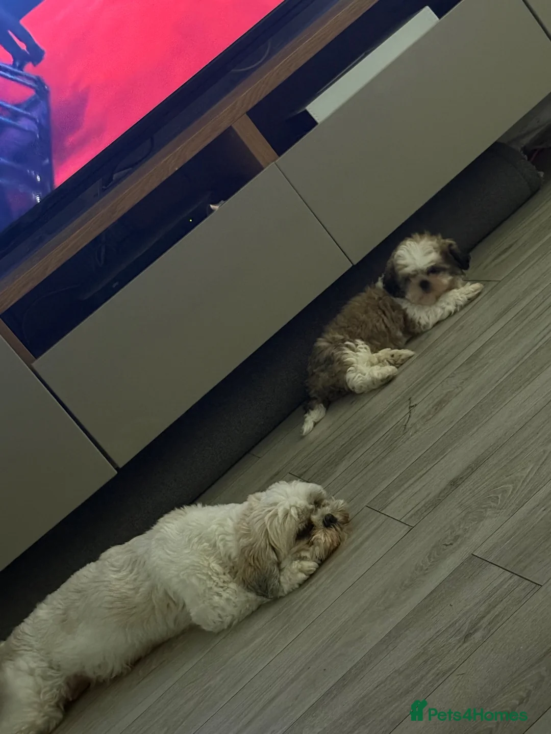 Shih Tzu dogs for sale: 1 year old Shih Tzu in Ashton-under-Lyne - Advert 9