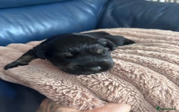 Miniature Schnauzer dogs for sale: Black and silver boy  - Image 3