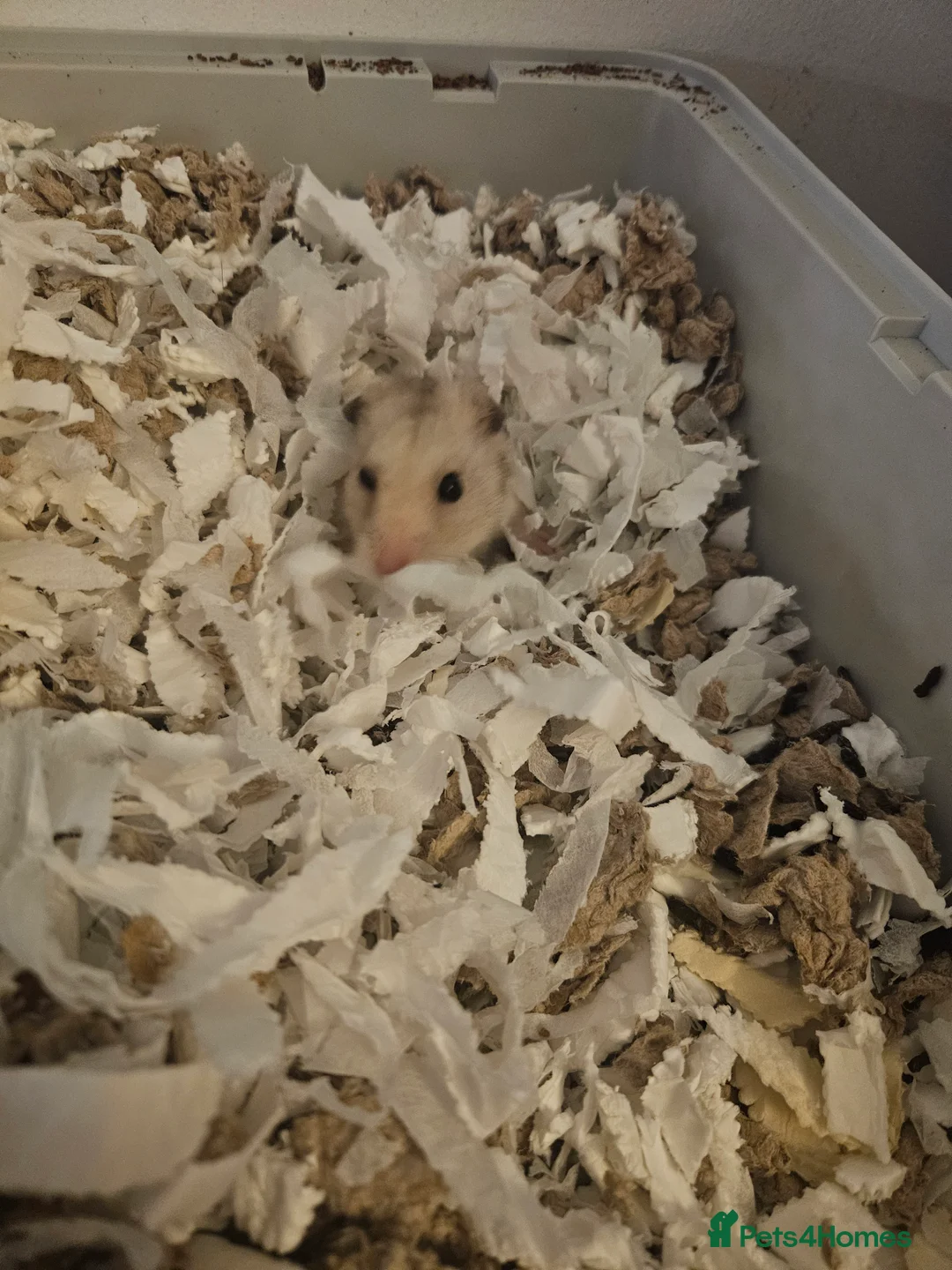 Hamster rodents for sale: Kinder the Syrian hamster  - Advert 5