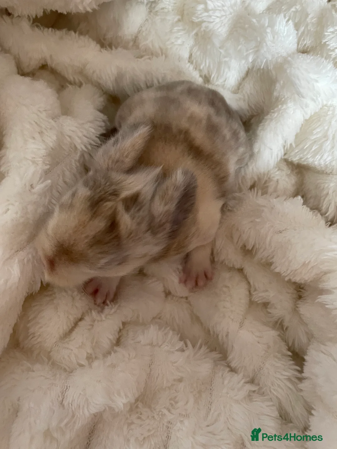 Mini Lop rabbits for sale: Mini Lop kits - Advert 4