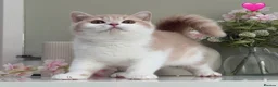 British Shorthair cats for sale: Stunning British Shorthair kittens  - Advert 6