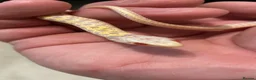 Garter Snake reptiles for sale: Albino and Het Albino checkered garter snakes. - Advert 6