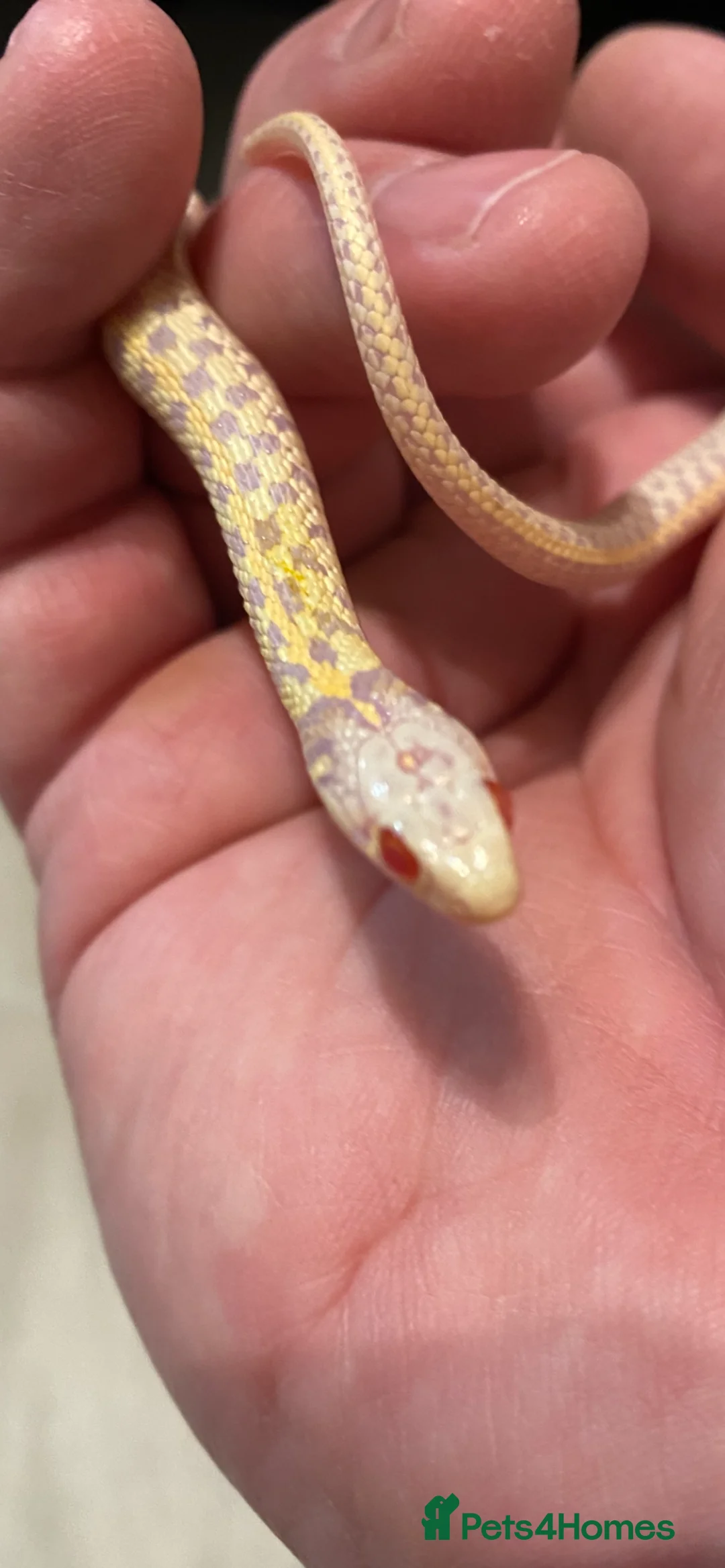 Garter Snake reptiles for sale: Albino and Het Albino checkered garter snakes. - Advert 6